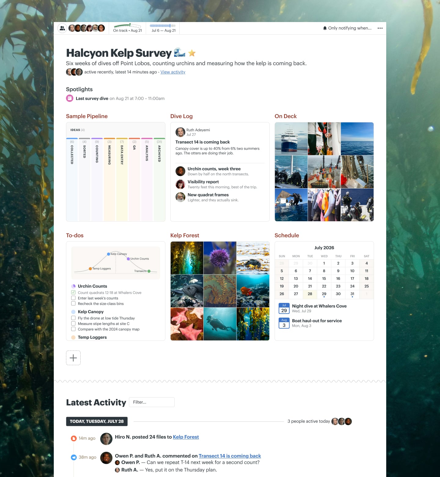 A marine research survey project in Basecamp with a Message Board, Docs & Files, To-dos, a Schedule, and Automatic Check-ins