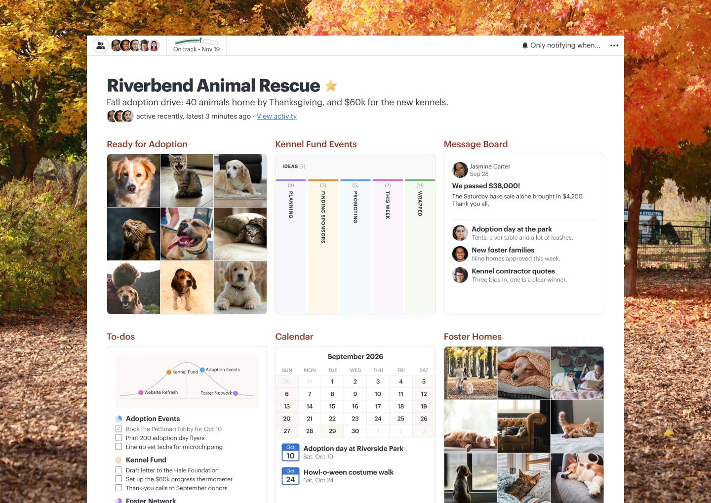 A pet adoption drive project in Basecamp with Docs & Files, a Message Board, a Calendar, To-dos, and Automatic Check-ins